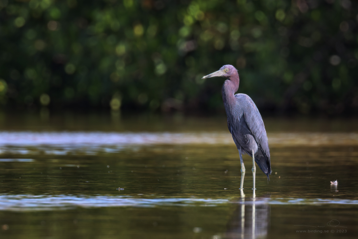 LITTE BLUE HERON (Egretta caerulea) - Stng / Close